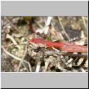 Myrmeleotettix maculatus - Gefleckte Keulenschrecke 02 Teverener Heide.jpg